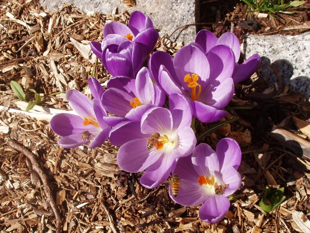 bees crocus