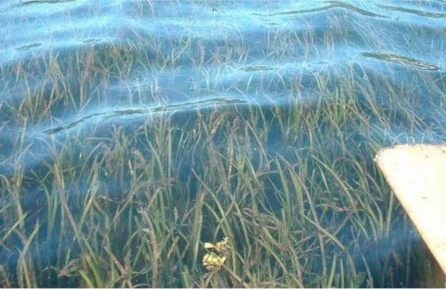 eel grass Armours Beach - Dianne Sanford