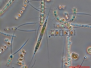 marine-diatoms