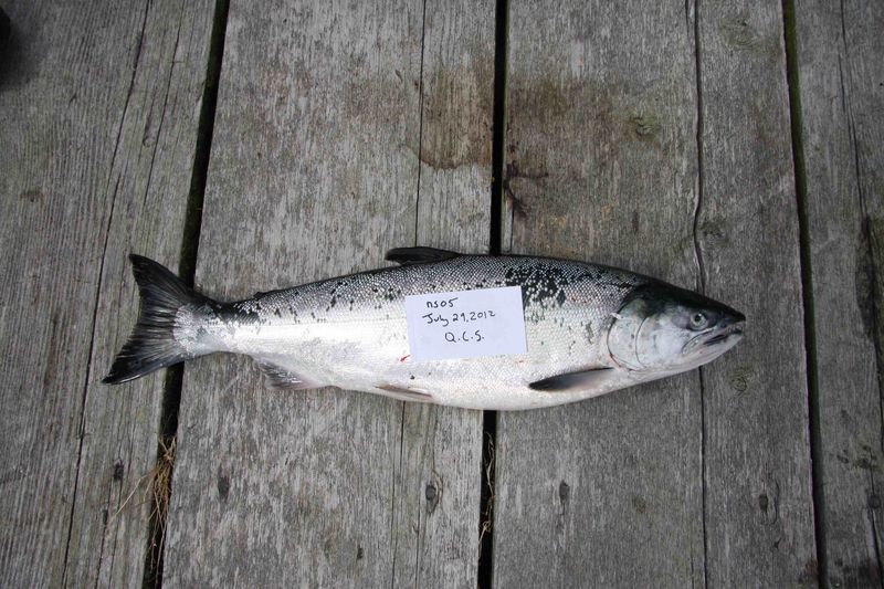 salmon sample